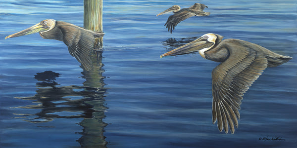 Fine Art 3 Flying Pelicans Steve Whitlock Game Fish Art Steve