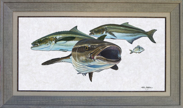 Acrylic Illustration - Cobia