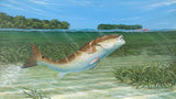 Fine Art - Bokeelia Redfish