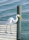 Fine Art - American Egret on Dock