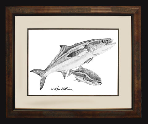 Pencil Art - Offshore Fish Illustrations