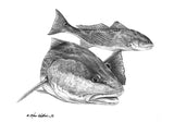 Pencil Art - Redfish