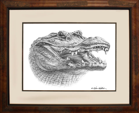 Pencil Art - Bull Gator