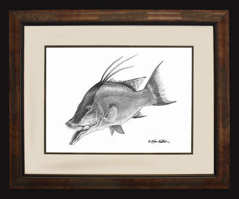 Pencil Art - Hogfish
