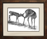 Pencil Art - Touching Moment Doe and Fawn