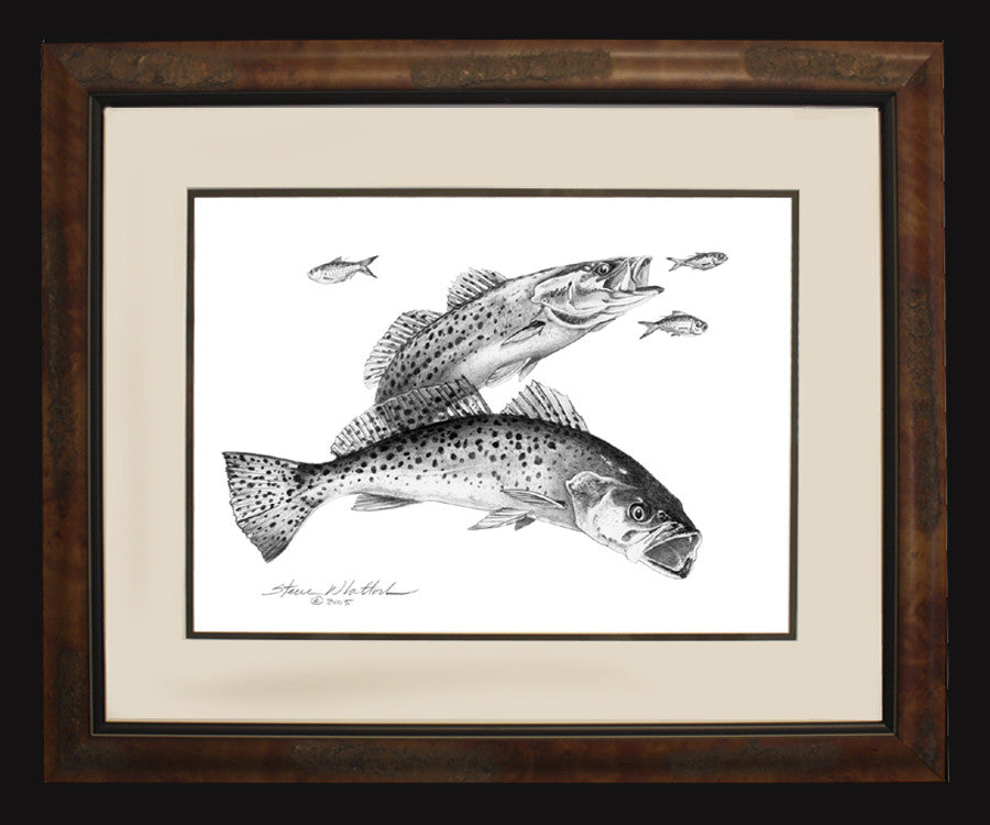 Pencil Art, Spotted Sea Trout