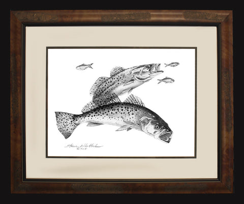 Pencil Art - Spotted Sea Trout