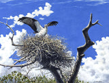 Fine Art - Osprey