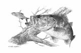 Pencil Art - Ambush Largemouth Bass
