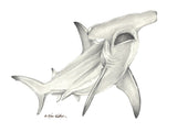 Pencil Art - Hammerhead Shark