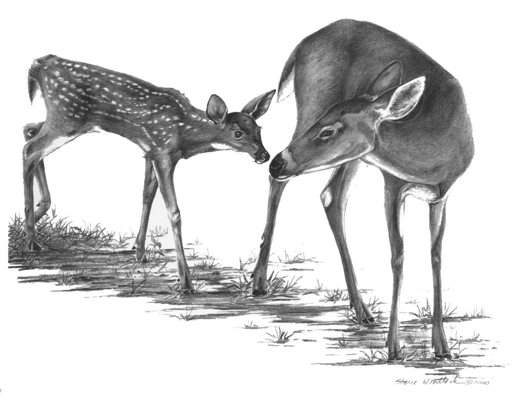 Fawn Reference Drawing Fawn Drawings