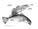 Pencil Art - Spotted Sea Trout