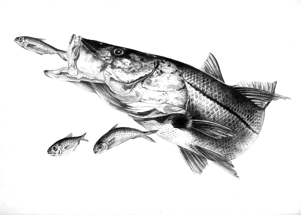 Snook Drawing Simple Snook Outline